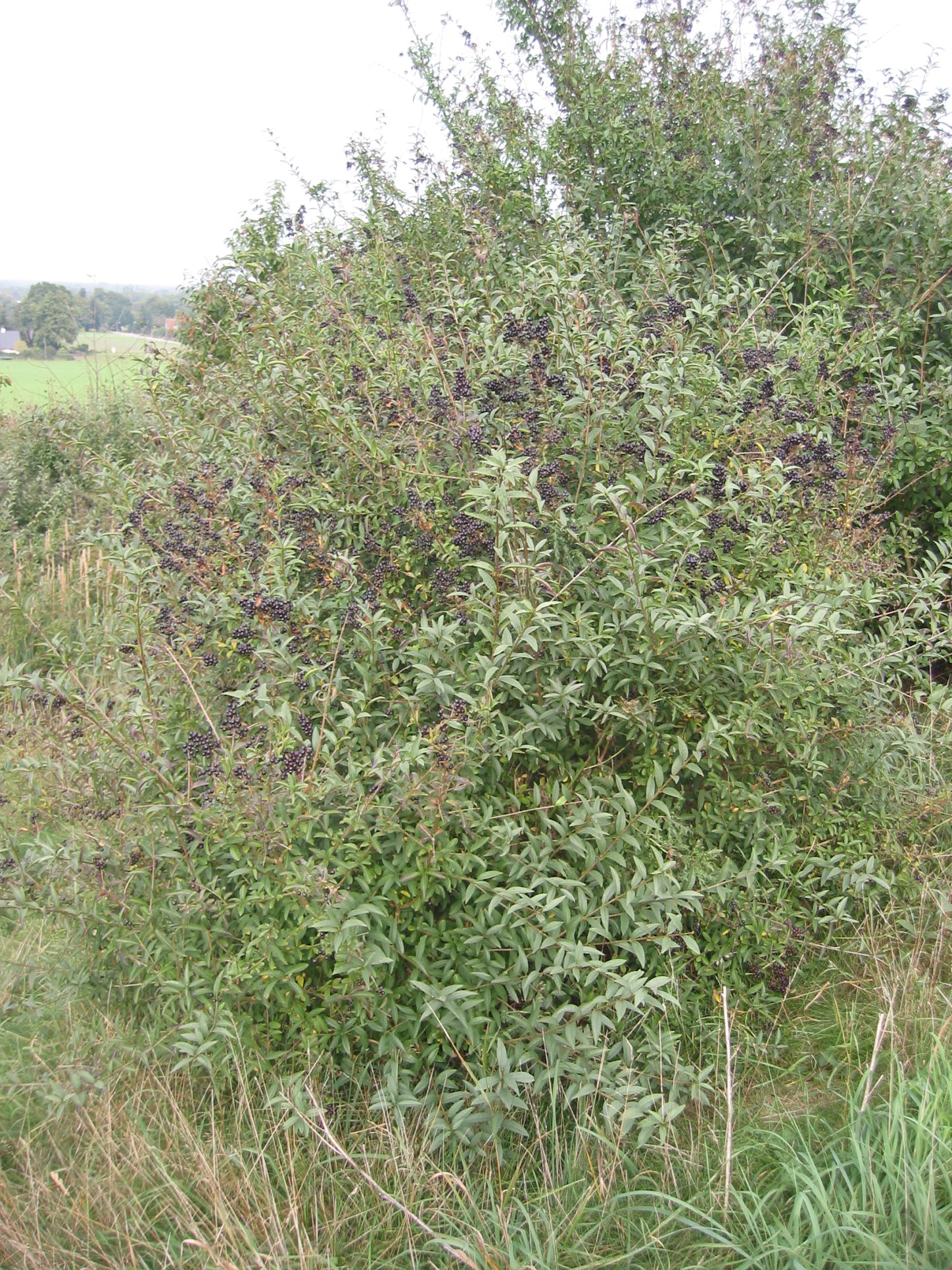 common privet 